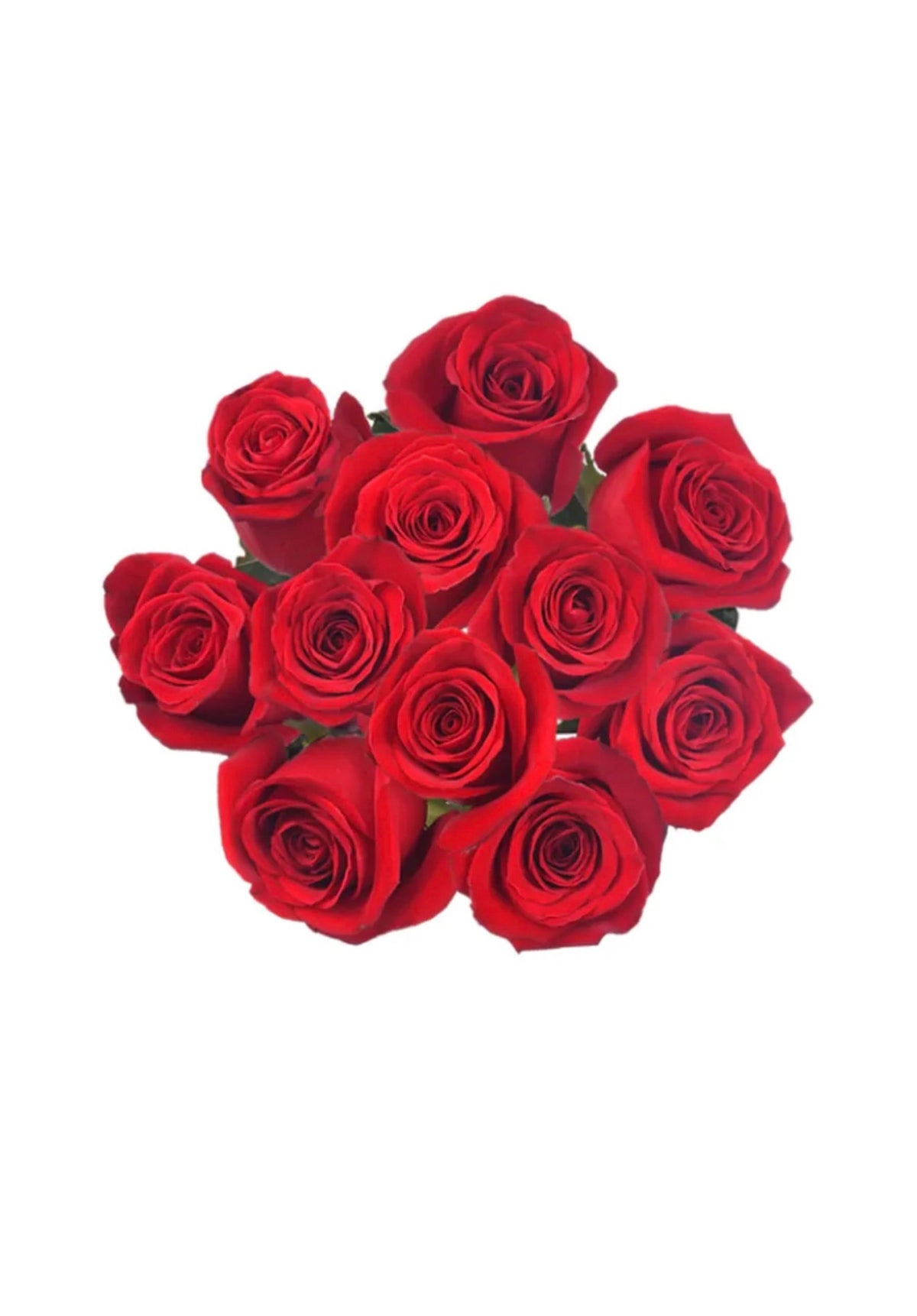 Cb fresh rose (USA & CANADA SAME DAY DELIVERY)