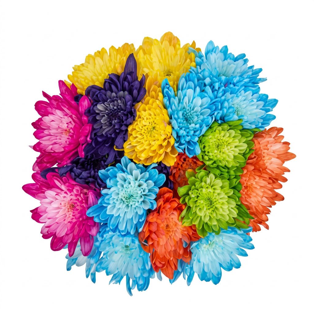 Fresh-Cut Painted Cushion Poms Flower Bunch Minimum of 6 Stems Colors Vary (USA& CANADA same day delivery)